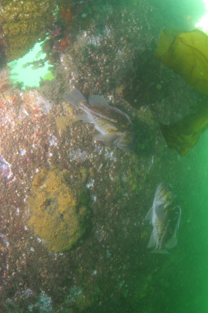 COPPER ROCKFISH AND YELLOW SPONGE